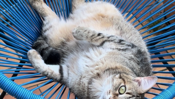 Pet Service : chiffre d'affaires semestriel en hausse de 8%
