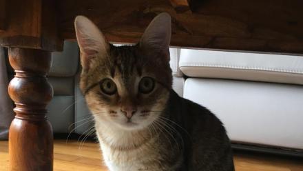 Pet Service : croissance de 14% au premier semestre