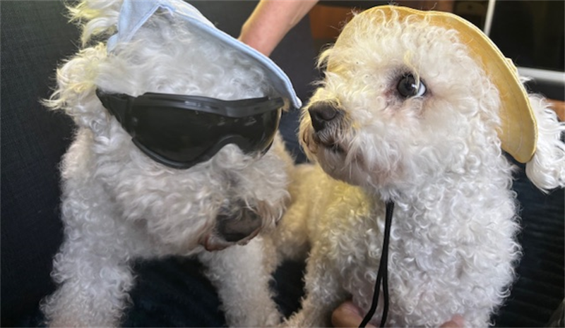 Pet Service Holding confirme ses ambitions de croissance face aux actionnaires