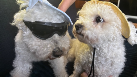 Pet Service Holding confirme ses ambitions de croissance face aux actionnaires