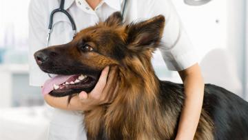 Pet Service Holding confirme ses prévisions de revenus annuels entre 17 et 18 ME