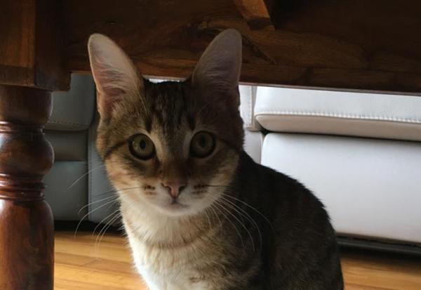 Pet Service Holding : de retour d'Amsterdam