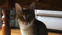 Pet Service Holding : de retour d'Amsterdam