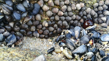 Valerio Therapeutics : Eric Vivier devrait intégrer le Conseil d'administration