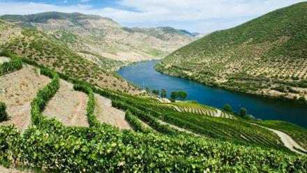 Vranken-Pommery Monopole : les ventes reculent de 5,8% au 1er semestre